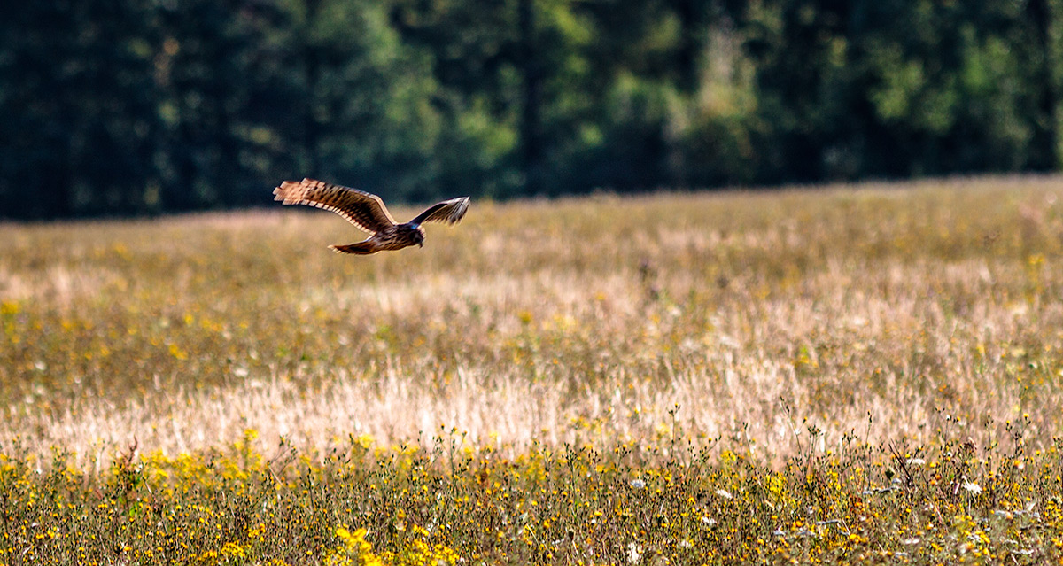2012-08-26-Rapaces en Beauce